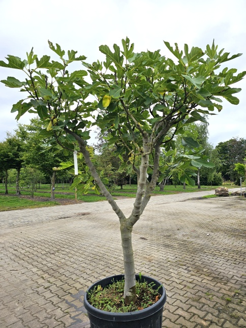 Ficus carica halfstam in pot