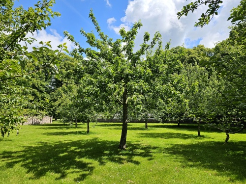 Prunus avium 'Regina' zelfbestuivende donkerrode zoete kers in mei