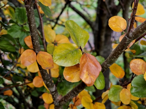 Rondbladige dwergbeuk blad najaarsverkleuring