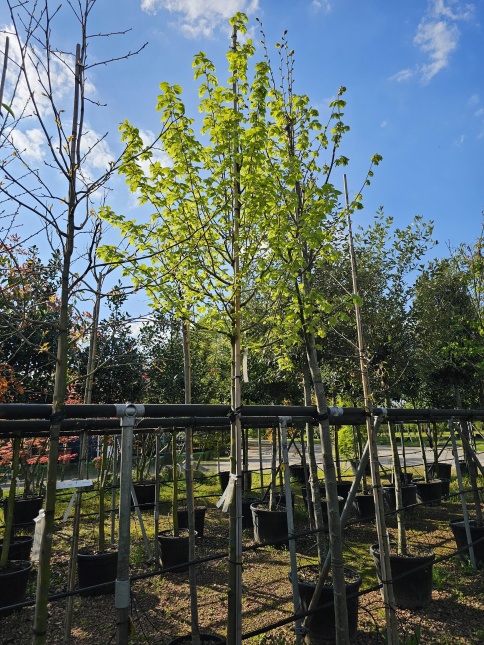 Tilia mongolica 'Buda'  Mongoolse druipvrije lindeboom