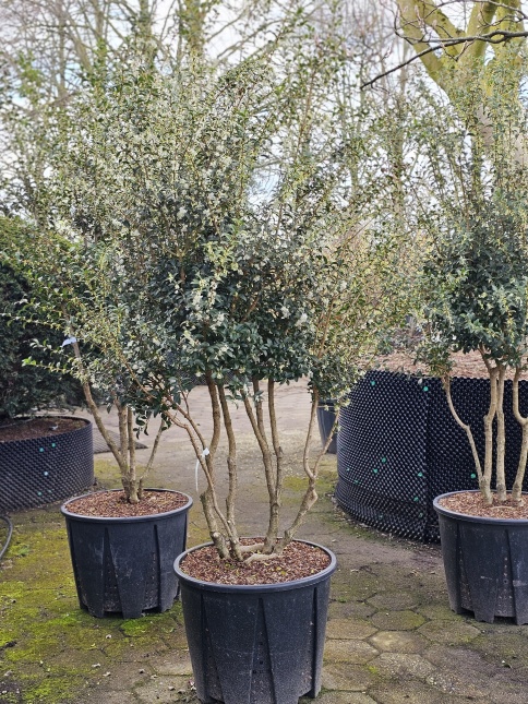 Osmanthus x Burkwoodii  groenblijvende solitair met geurende bloei in het voorjaar