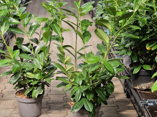 Laurierkers ‘Novita’ met fraai groen blad