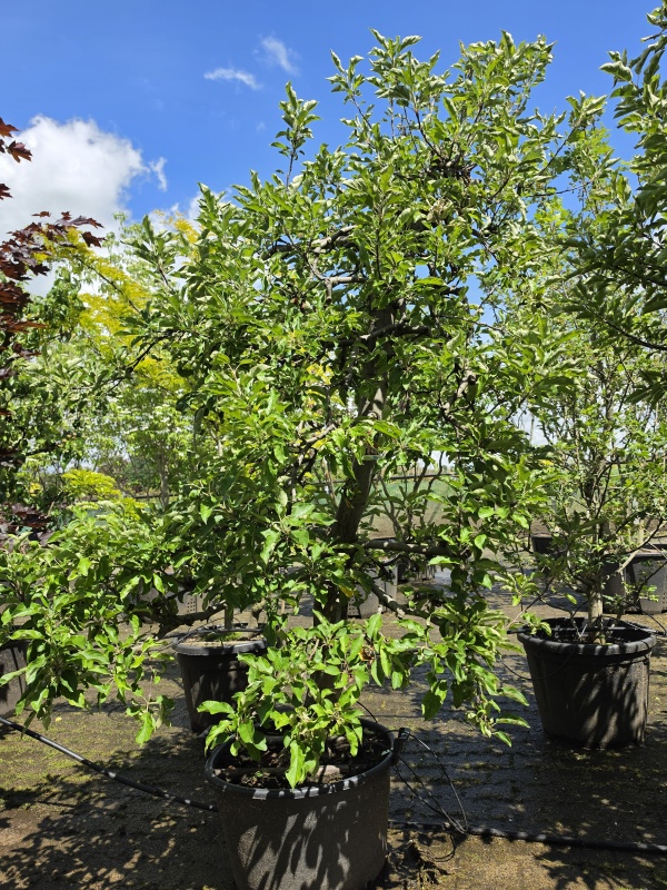 Appel 'Elstar'