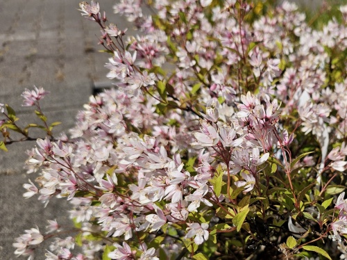 Deutzia Yuku