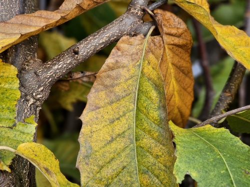 Castanea struik bij natuurvijver