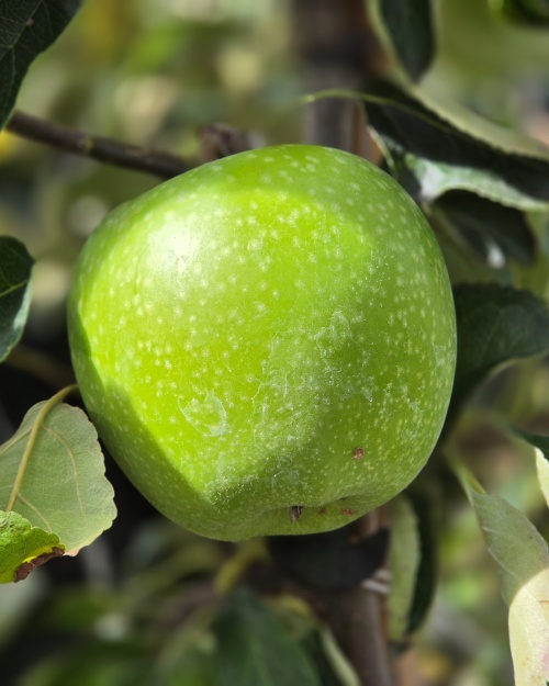 Malus Granny Smith