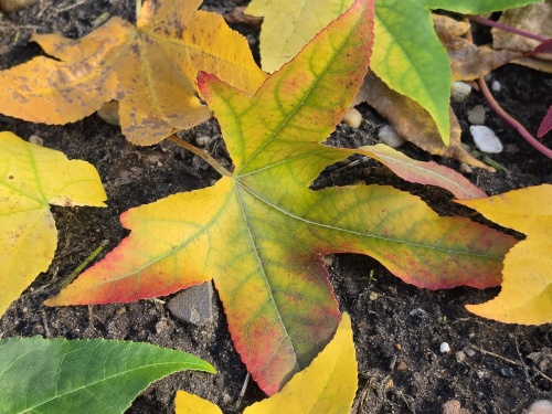 HERFSTTOPPER:  Amberboom met fraaie verkleuringen