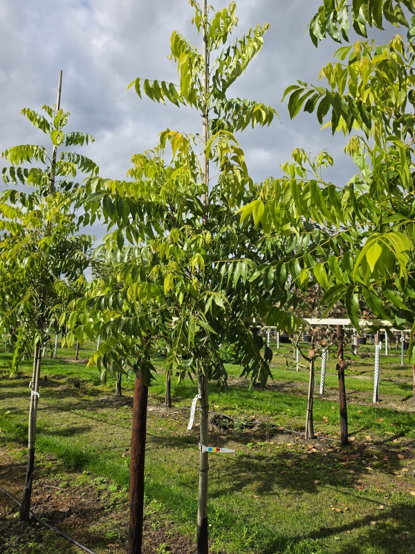 Pekannuss