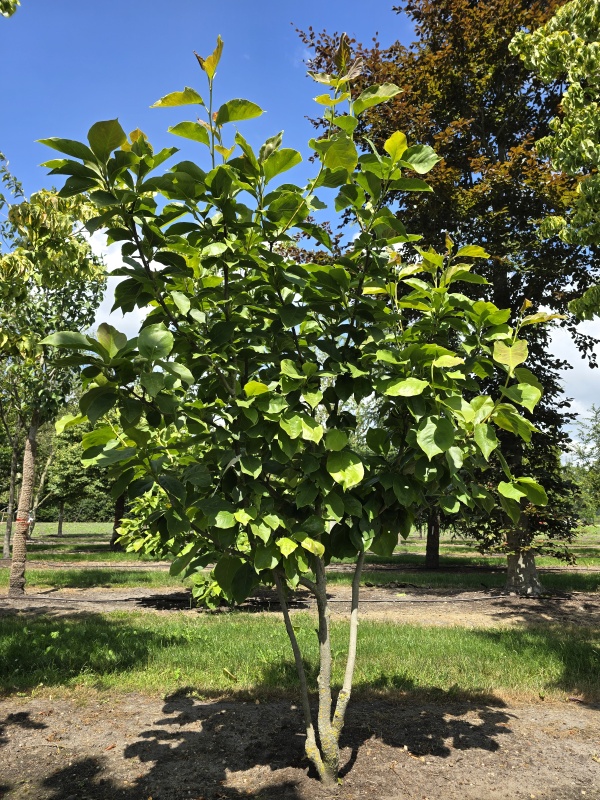Purperkleurige Magnolia