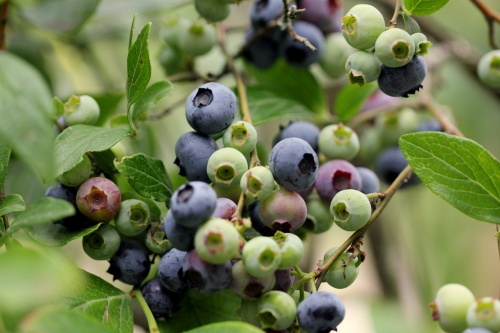 Vaccinium corymbosum 'Goldtraube 23'