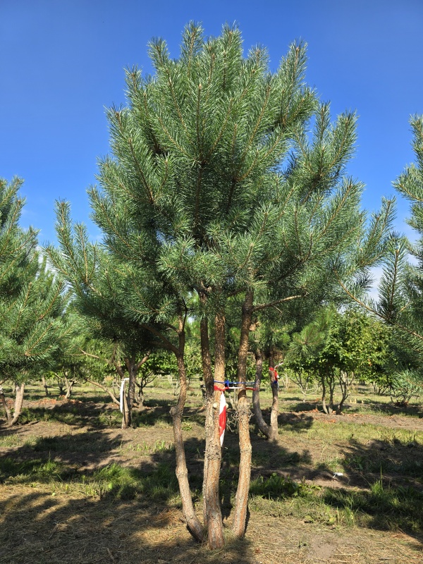 Grove Den