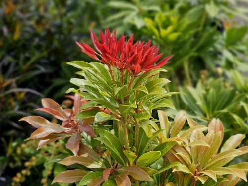 Groenblijvende heester met de fraaie rode uitlopers van de Pieris 'Mountain Fire'