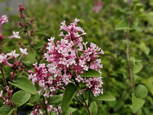 Sering 'Superba' bloeit en geurt in april