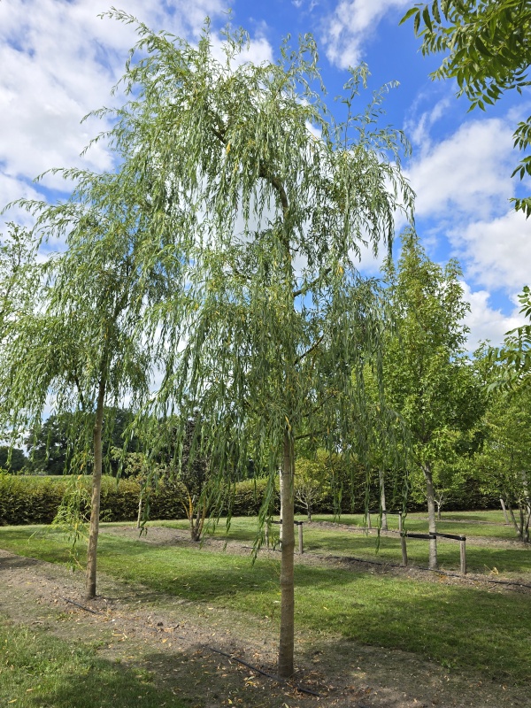 Trauerweide
