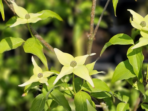 Cornus kousa 'Milky Way' bloei in mei