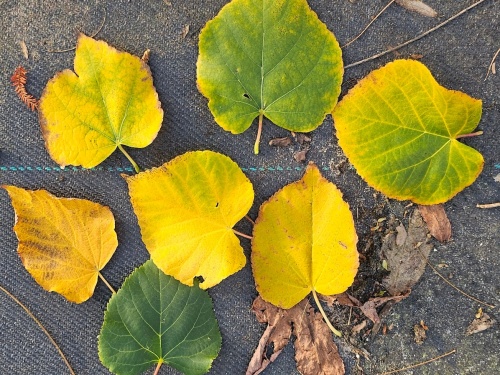 Tilia langs pad