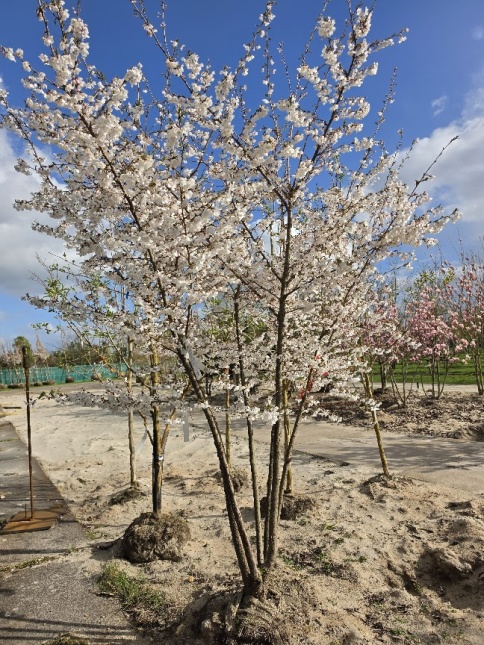 Prunus 'The Bride' bloeit al  halverwege maart
