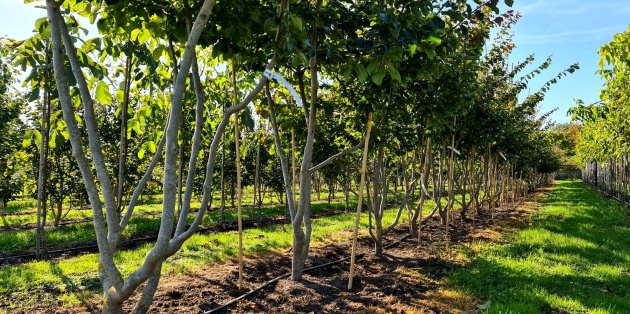 Perzisch IJzerhout in de tuin: Hoe groot wordt hij en hoe onderhoudt u hem?