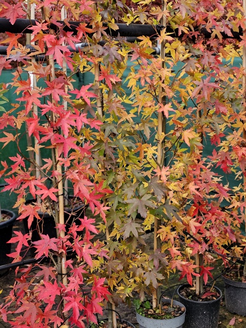 Amberboom 'Worplesdon' kent vele herfstverkleuringen