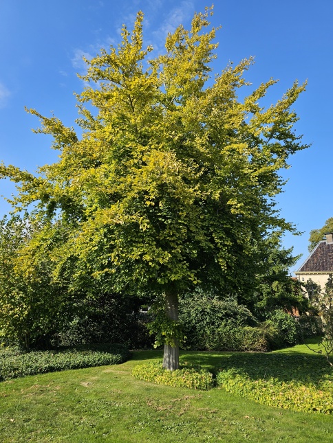 Fagus sylvatica 'Zlatia' Een goudbeuk in het stadspark van Hattem
