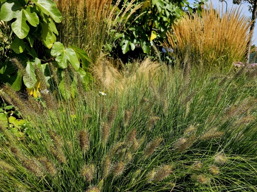 Pennisetum al. 'Hameln' op de voorgrond in deze voortuin