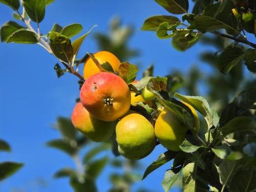Appel 'Jacques Lebel' - Malus domestica 'Jacques Lebel'