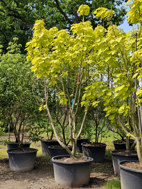 Catalpa bignonioïdes 'Aurea'  meerstammige gouden trompetboom