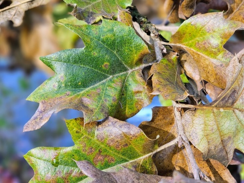 Quercus it 'Hemelrijks Silver' met lieve heersbeestje in juni