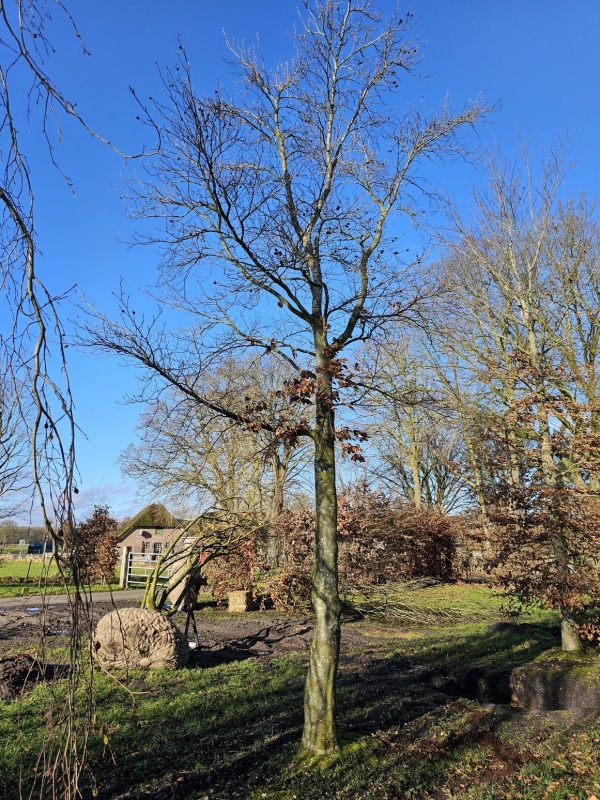 Groene Beuk