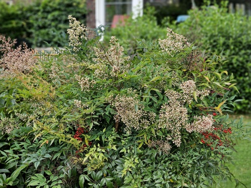 Nandina domestica juli 2024