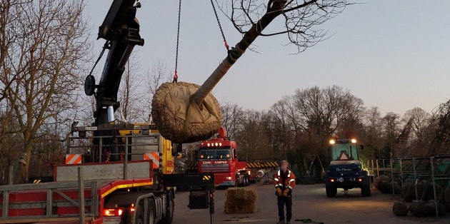 Transportkosten große Bäume und strauche nach Maß