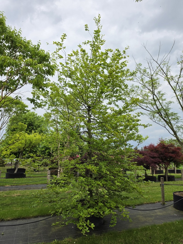 Groene beuk, vogelboom met mooie vertakking