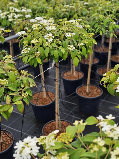 Viburnum plicatum 'Watanabe' op stam