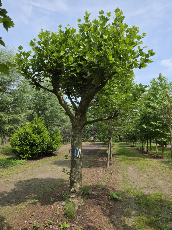 Plataan
