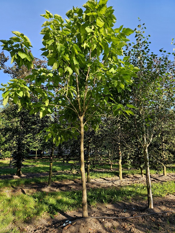Trompetboom hoogstam