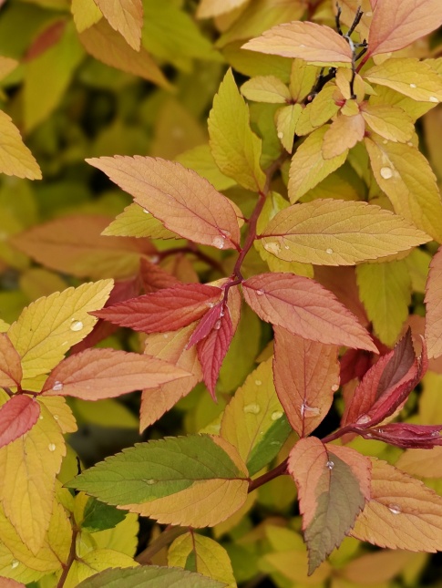 Spierstruik 'Goldflame' bladerendek