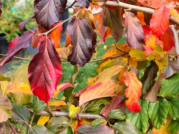 De Parrotia persica 'Bella' (Perzisch IJzerhout) als meerstammige