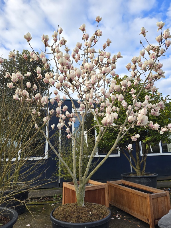 Magnolia 'Manchu Fan'