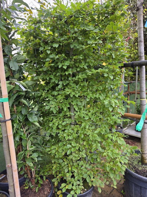 Carpinus betulus kant en klare haag MABO 200 x 90 cm