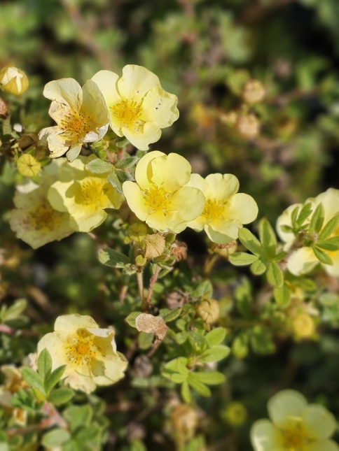Ganzerik 'Primrose Beauty'