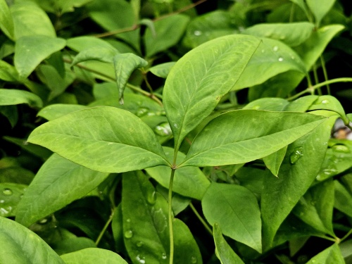 Nandina Firepower