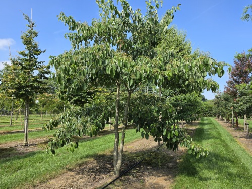 Cornus controversa meerstam met lichte kroon