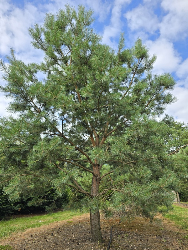 Grove Den