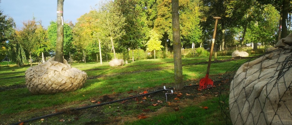 Was ist ein Baum mit Drahtballen?