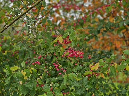 kardinaalsmuts in oktober