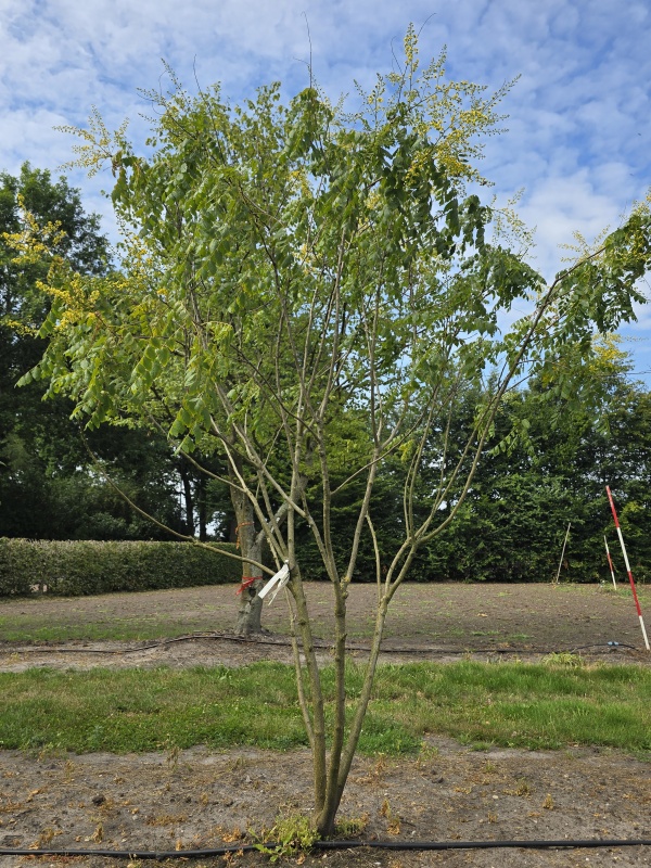 Chinese Vernisboom, meerstammig