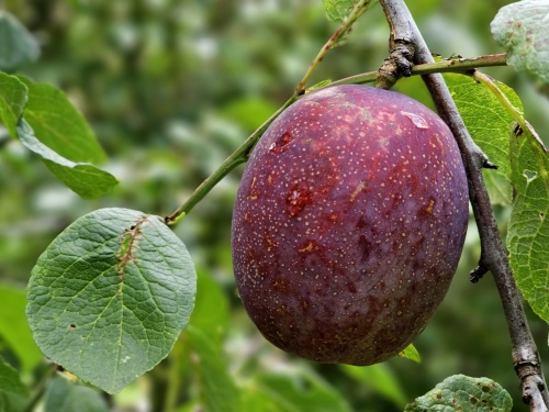 Pruim 'Hauszwetsche'  - Prunus domestica 'Hauszwetsche'