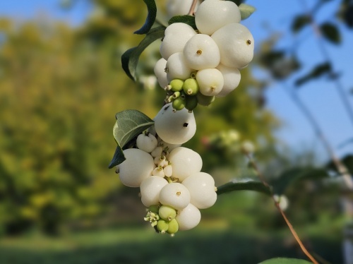 sneeuwbes in september