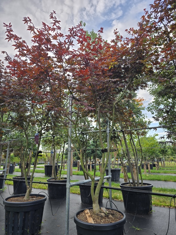 Japanischer Ahorn