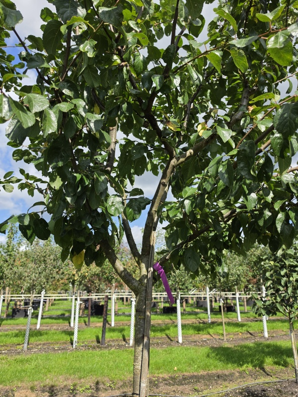 Pflaumenbaum mit blauer Pflaume